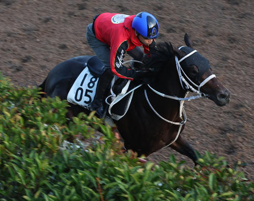 池添騎手を背に坂路で追い切るブリッツファング