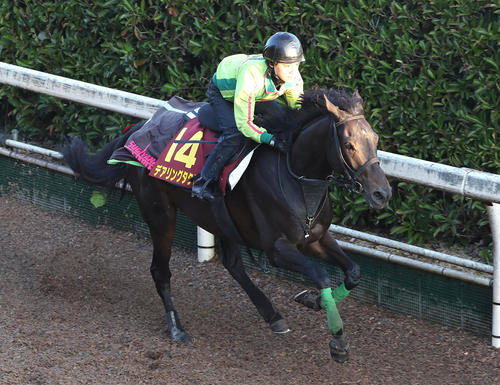 坂路を単走で追い切るデアリングタクト(撮影・白石智彦)