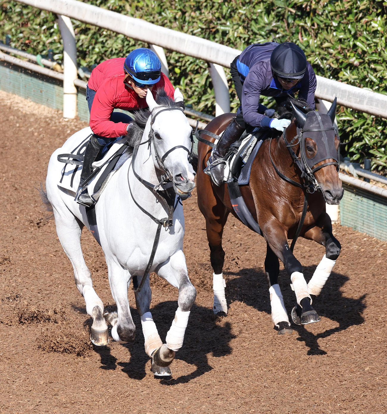 福永騎手を背に坂路をペプチドルーカス（右）と併せ馬で追い切るハヤブサナンデクン（撮影・白石智彦）