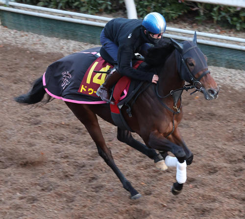 斉藤新騎手を背に坂路で追い切るドゥーラ