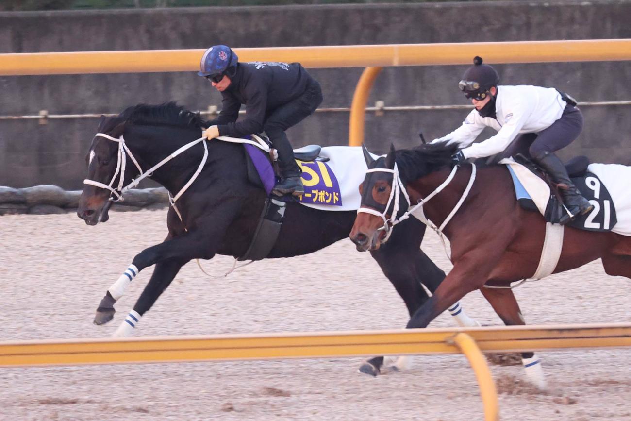併せ馬で追い切られたディープボンド（左）