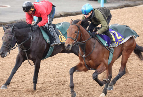 三浦皇成騎手を背に追い切られたガストリック（右）（2022年12月21日撮影）