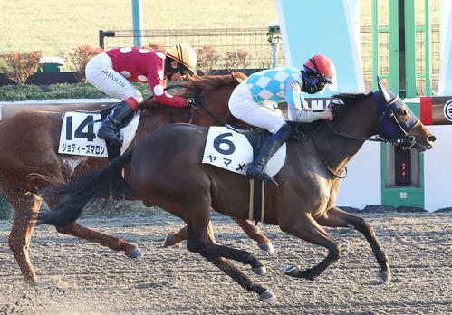 2月12日、東京12R4歳上2勝クラスを最低の16番人気で制したヤマメ