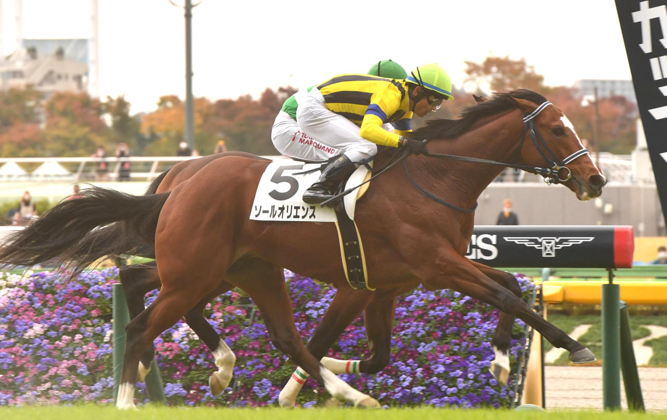 新馬戦を制したソールオリエンス（2022年11月12日撮影）