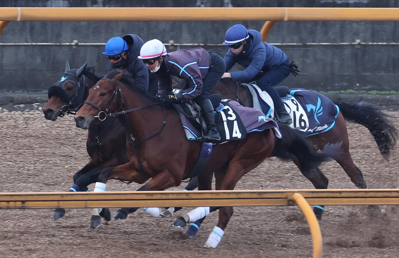 3頭併せで追い切るサンライズウルス（左奥）
