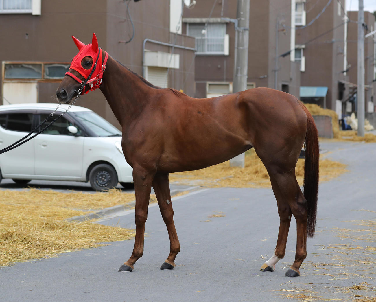 スピーディキック（2月3日撮影）
