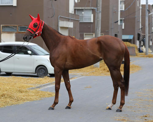 スピーディキック(2月3日撮影)