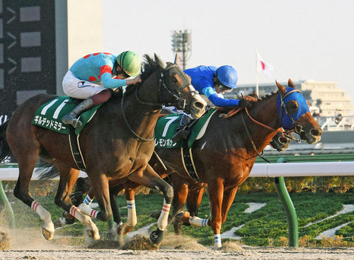 武蔵野S2着に敗れたレモンポップ(右)。左は勝ったギルデッドミラー(2022年11月12日撮影)