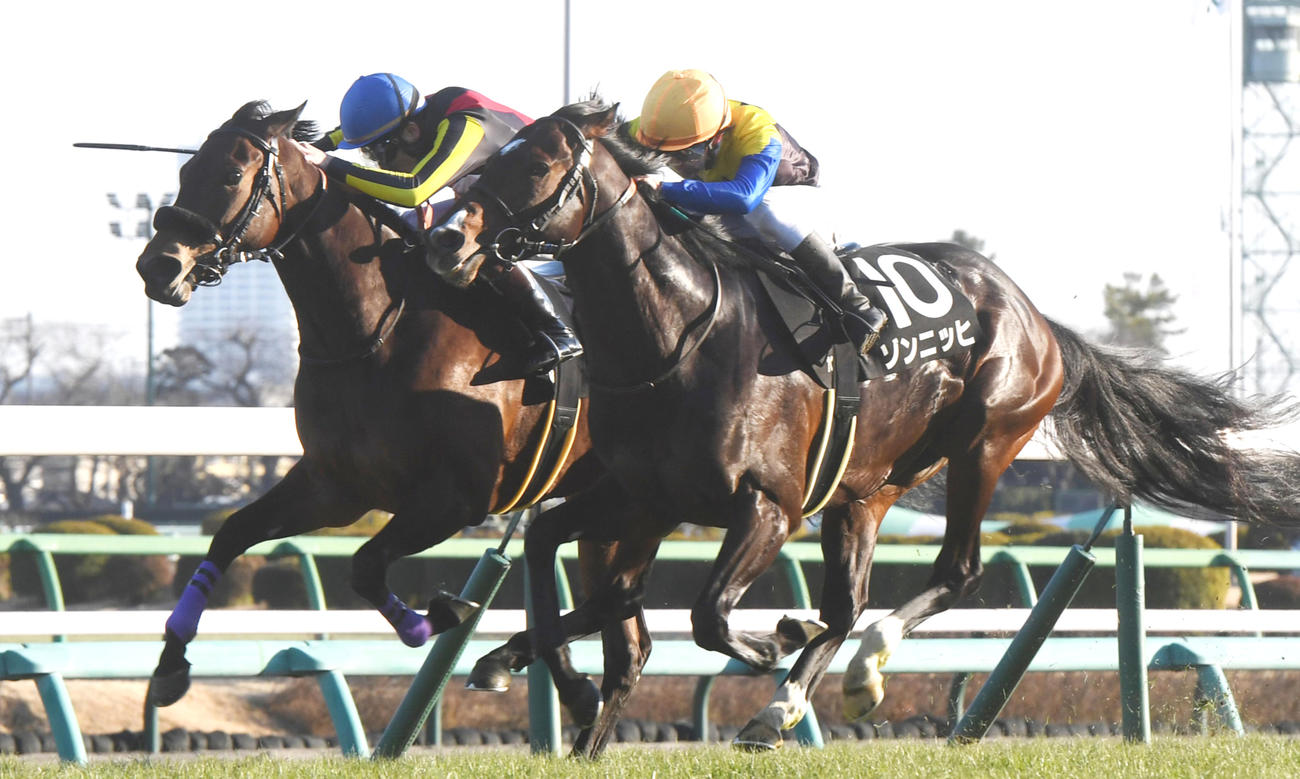 若潮S2着のジネストラ（左）。右は勝ったゾンニッヒ