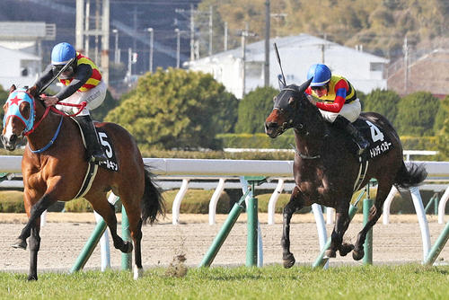 かささぎ賞2着のトレンディスター（右）。左は勝ったトールキン