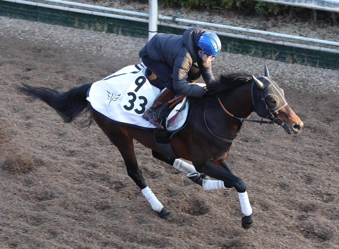 斎藤騎手を背に坂路を単走で追い切るジュビリーヘッド（撮影・白石智彦）
