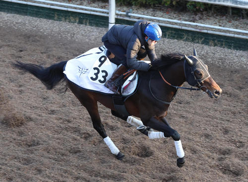 斎藤騎手を背に坂路を単走で追い切るジュビリーヘッド(撮影・白石智彦)