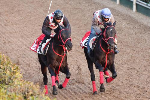併せ馬で追い切られたヤマニンサルバム（左）