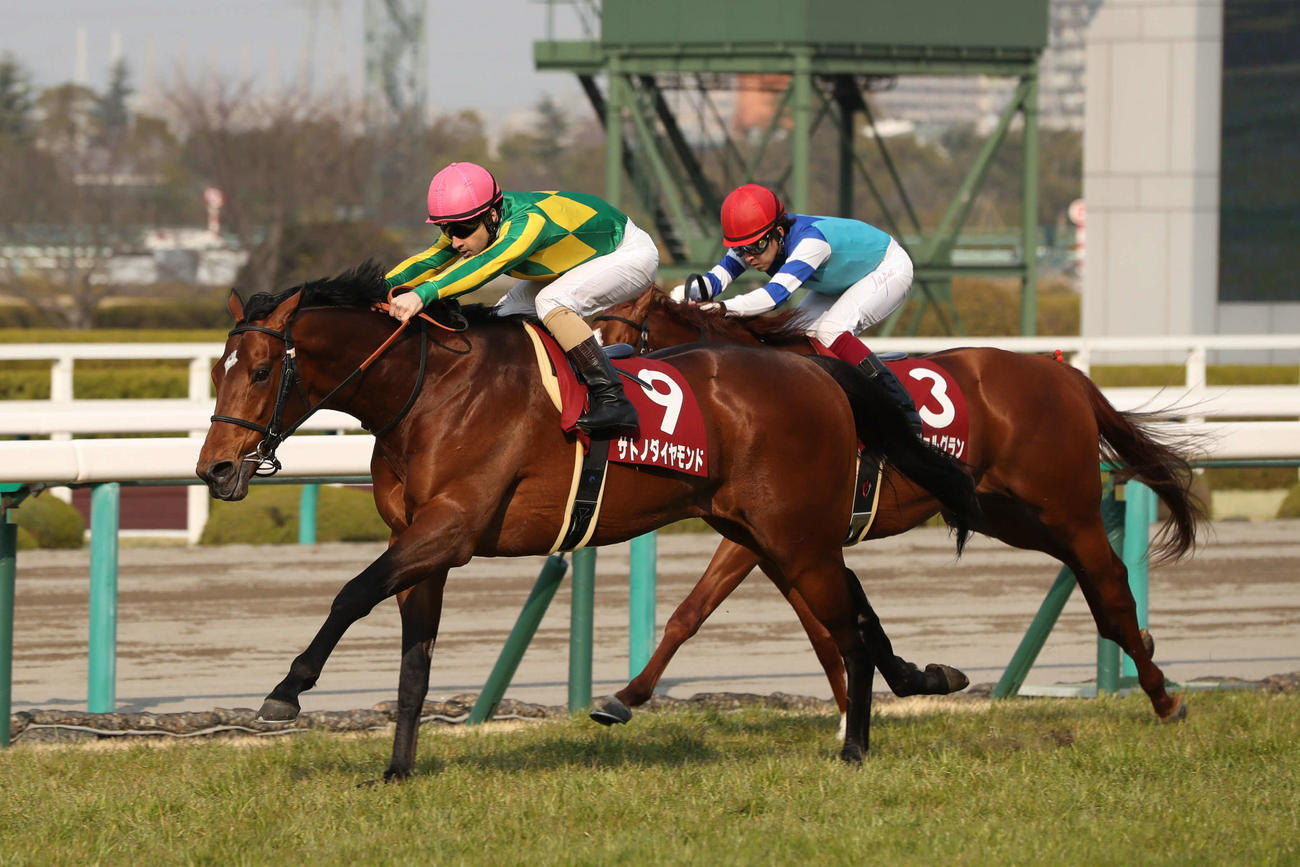 阪神大賞典を制したサトノダイヤモンド（2017年3月19日撮影）