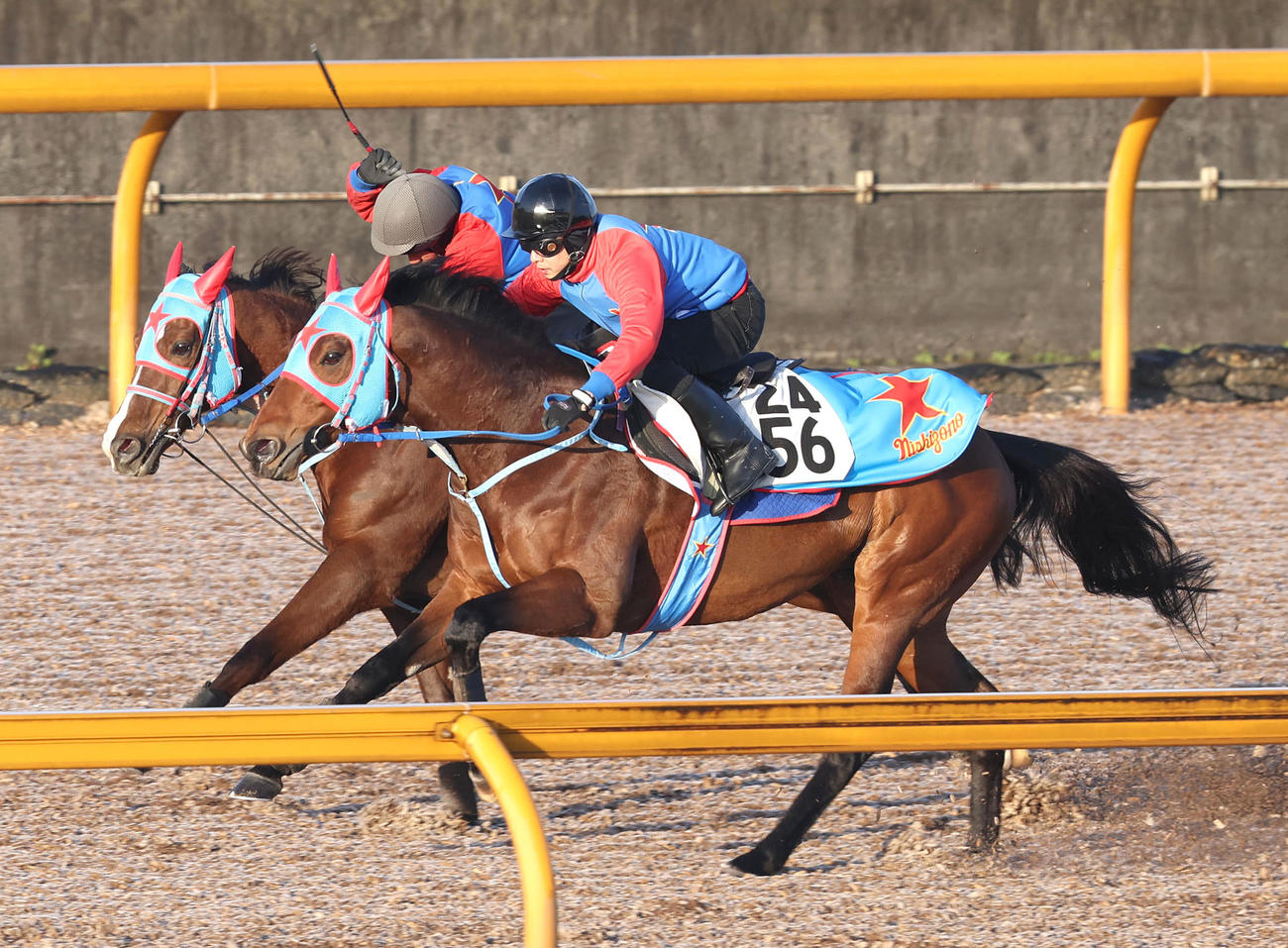 Cウッドを併せ馬で追い切るアフリカンゴールド（左）（撮影・白石智彦）