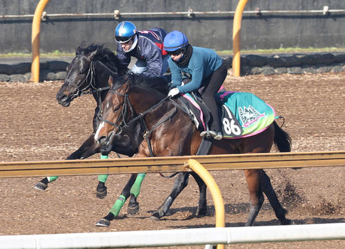 ルメール騎手を背にCウッドを併せ馬で追い切るジャスティンパレス（奥）（撮影・白石智彦）