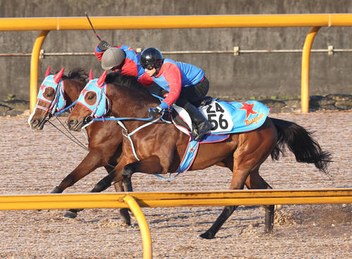 Cウッドを併せ馬で追い切るアフリカンゴールド（左）（撮影・白石智彦）