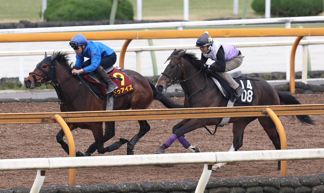 カンチェンジュンガ（右）と併せ馬で追い切るドゥアイズ（撮影・白石智彦）