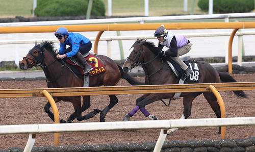 カンチェンジュンガ(右)と併せ馬で追い切るドゥアイズ(撮影・白石智彦)
