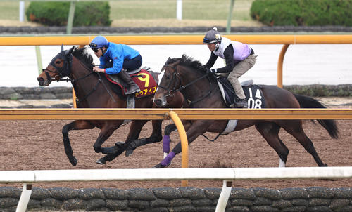 吉田隼人騎手を背にCウッドをカンチェンジュンガ(右)と併せ馬で追い切るドゥアイズ(撮影・白石智彦)