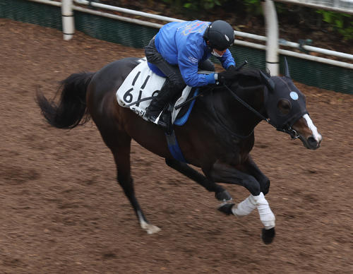 坂路で追い切るソウルラッシュ