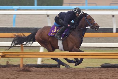 Cウッドで追い切るシュネルマイスター