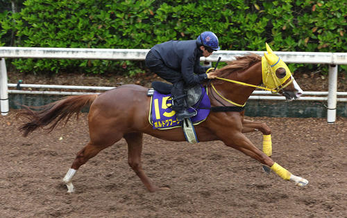 川田騎手を背に坂路を単走で追い切るボルドグフーシュ（撮影・白石智彦）