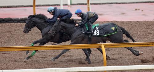 ジャスティンパレス（左）はルメール騎手を背にブライトファントムとCウッドコースを2頭併せで追い切る