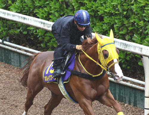 26日、川田騎手を背に坂路を駆け上がるボルドグフーシュ