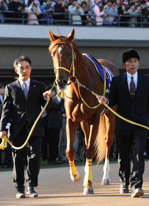 オースミグラスワン(2008年11月2日撮影)