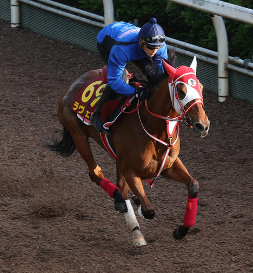 坂井騎手を背に坂路で追い切るラヴェル