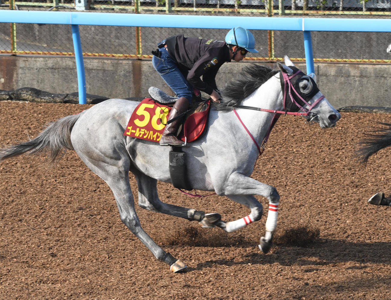 菅原明騎手を背にゴールデンハインドはラヴォラーレと併せて追い切る（撮影・柴田隆二）