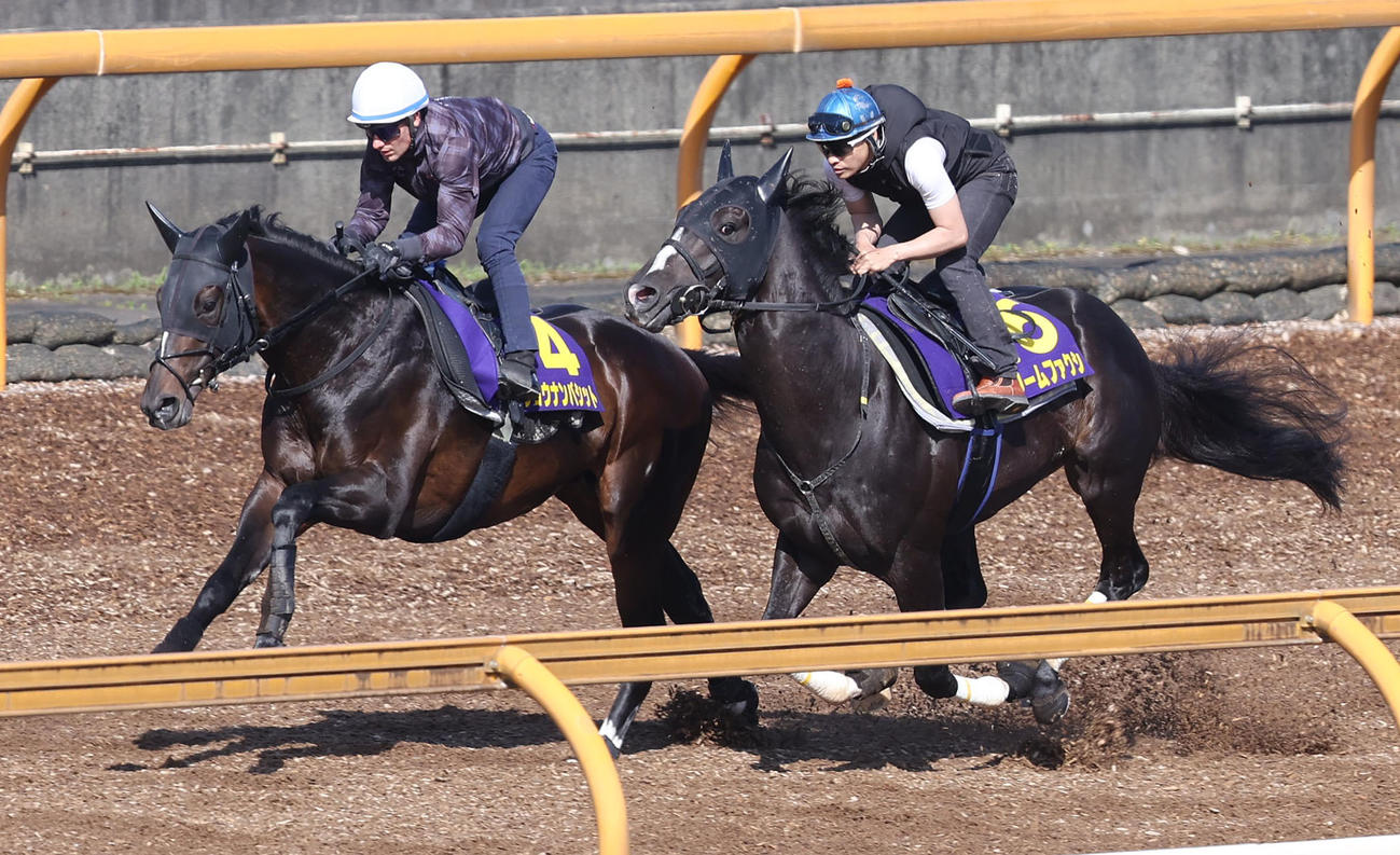 Cウッドを併せ馬で追い切るM・デムーロ騎手騎乗のショウナンバシット（左）と吉田隼騎手騎乗のフリームファクシ（撮影・白石智彦）