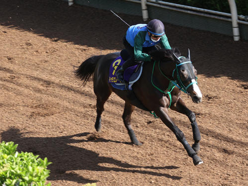 坂路で追い切るドゥラエレーデ