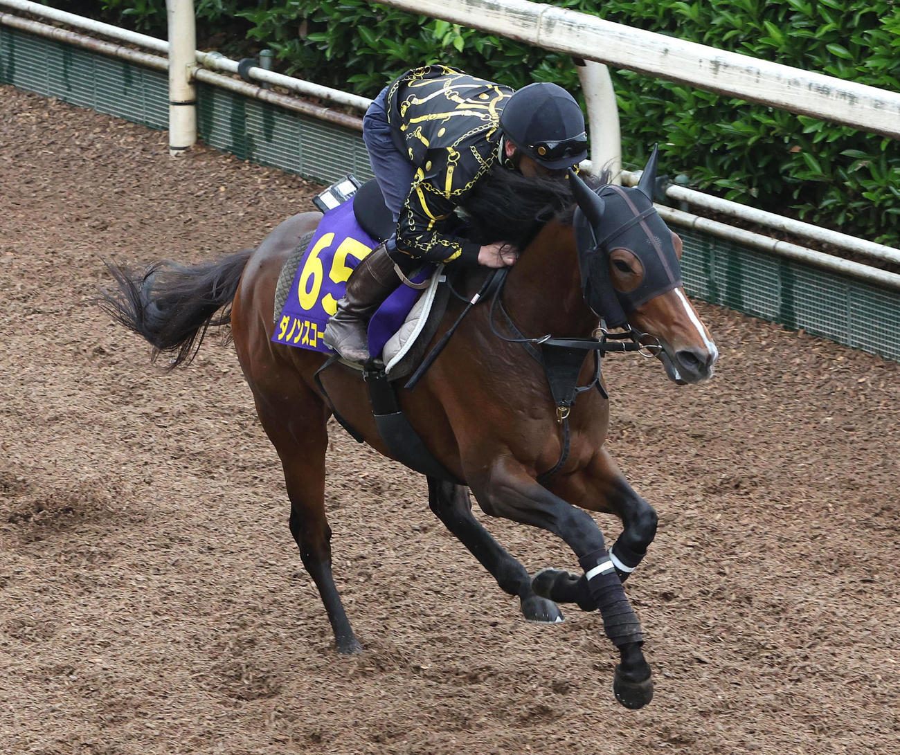 坂路を単走で追い切るダノンスコーピオン（撮影・白石智彦）