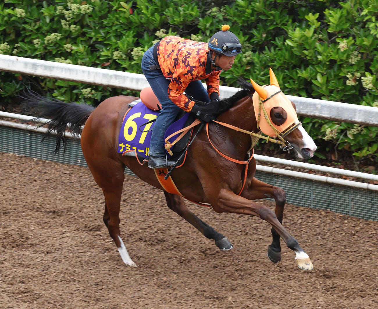 坂路を単走で追い切るナミュール（撮影・白石智彦）