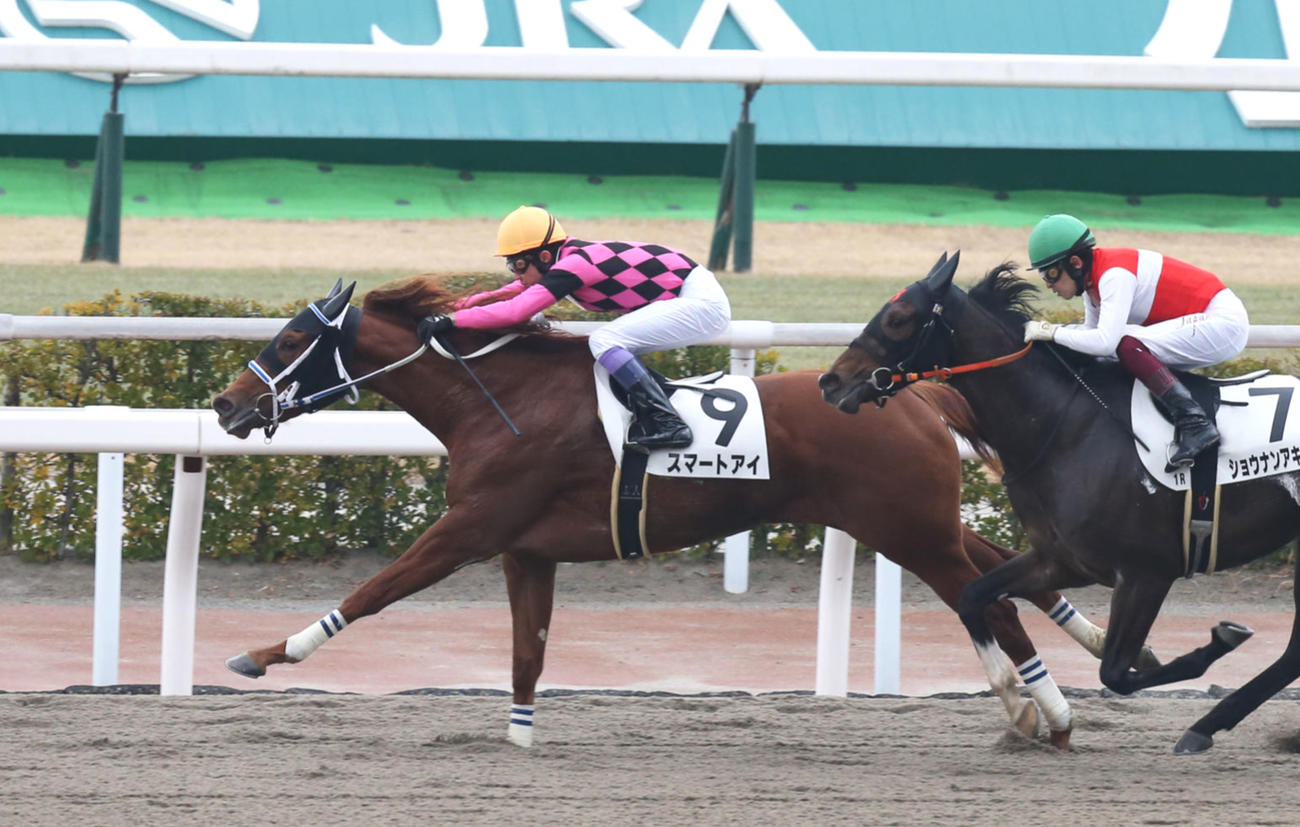 2月4日3歳未勝利戦を制したスマートアイ
