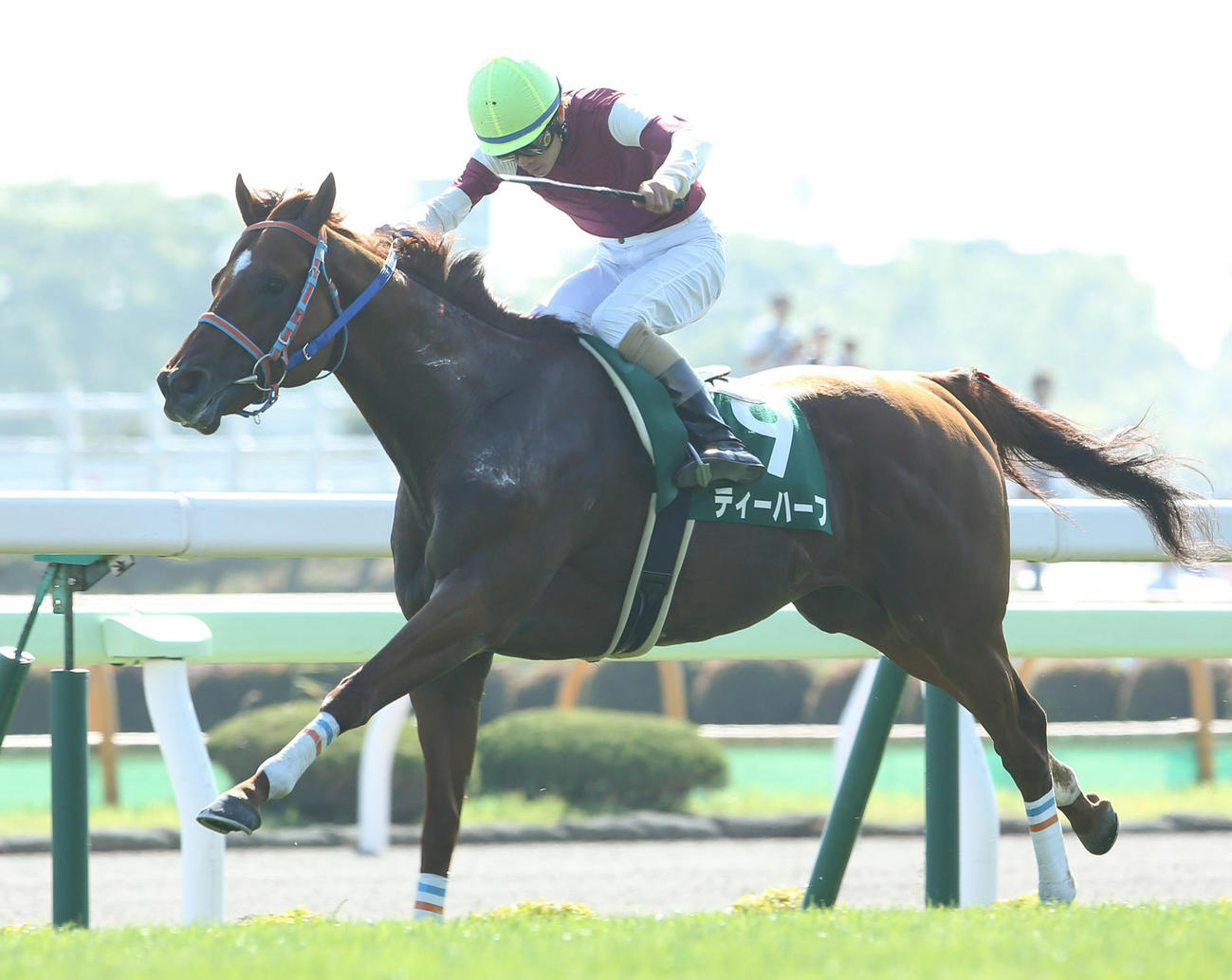 2015年6月21日、函館スプリントSを制したティーハーフ