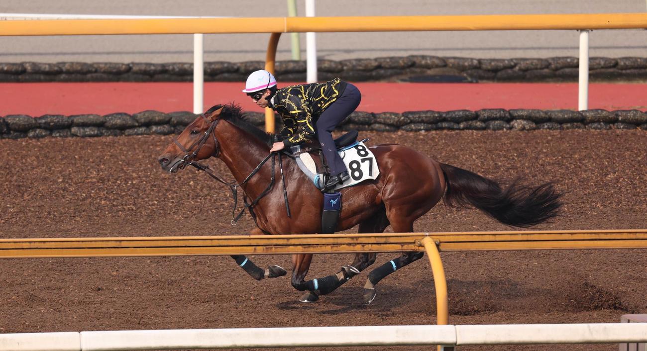 ジャスティンカフェは安田翔伍調教師を背にCウッドコースを単走で追い切る