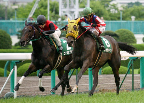 マーメイドSを制したトーホウシャイン(2008年6月22日撮影)