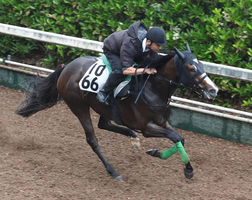 坂路を単走で追い切るストーリア(撮影・白石智彦)