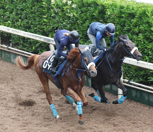 坂路を併せ馬で追い切るヘンリー(左)とディクテオン(撮影・白石智彦)