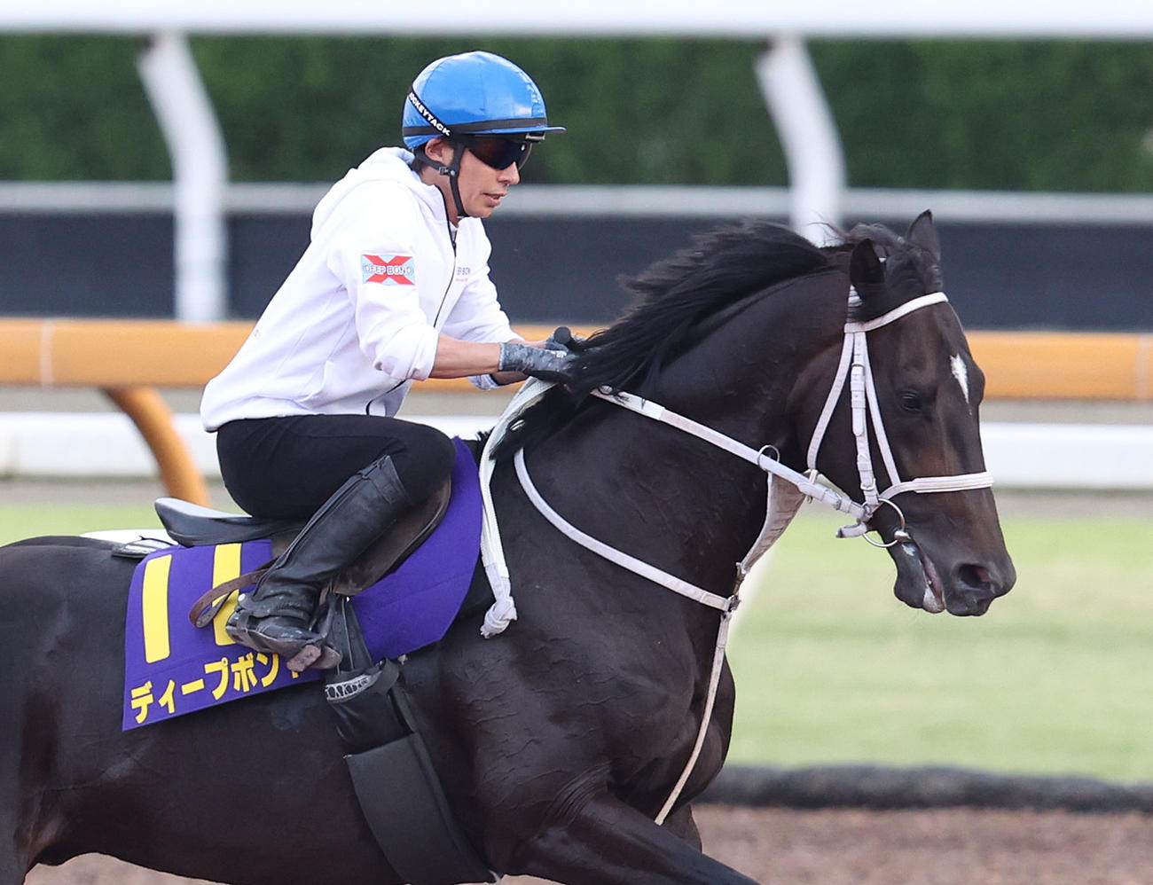 和田竜騎手を背に馬場入りするディープボンド（撮影・白石智彦）