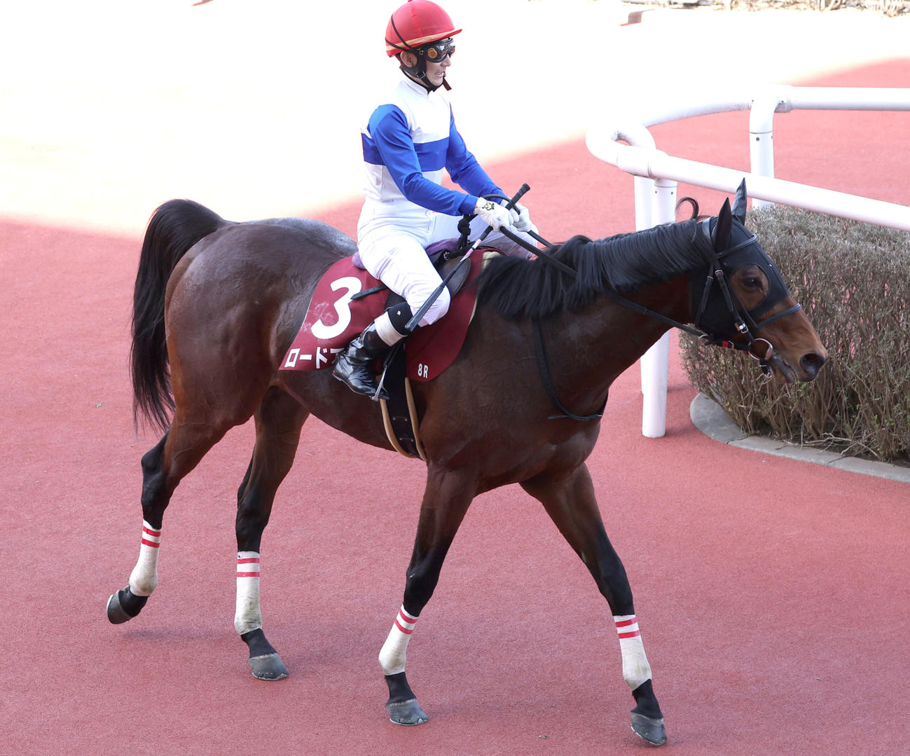 3月11日阪神スプリングJで2着のロードアクア