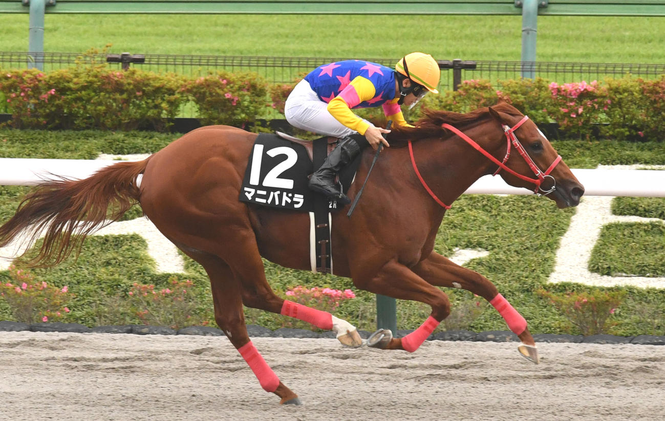 4日、小金井特別を制したマニバドラ