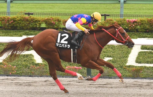 4日、小金井特別を制したマニバドラ