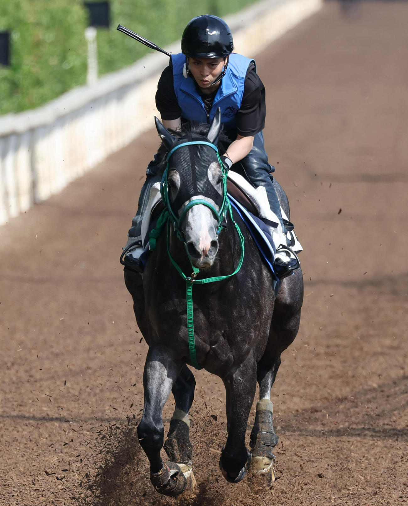 坂路を単走で追い切るマッドクール（撮影・白石智彦）