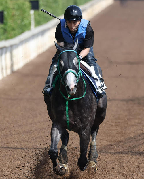 坂路を単走で追い切るマッドクール(撮影・白石智彦)