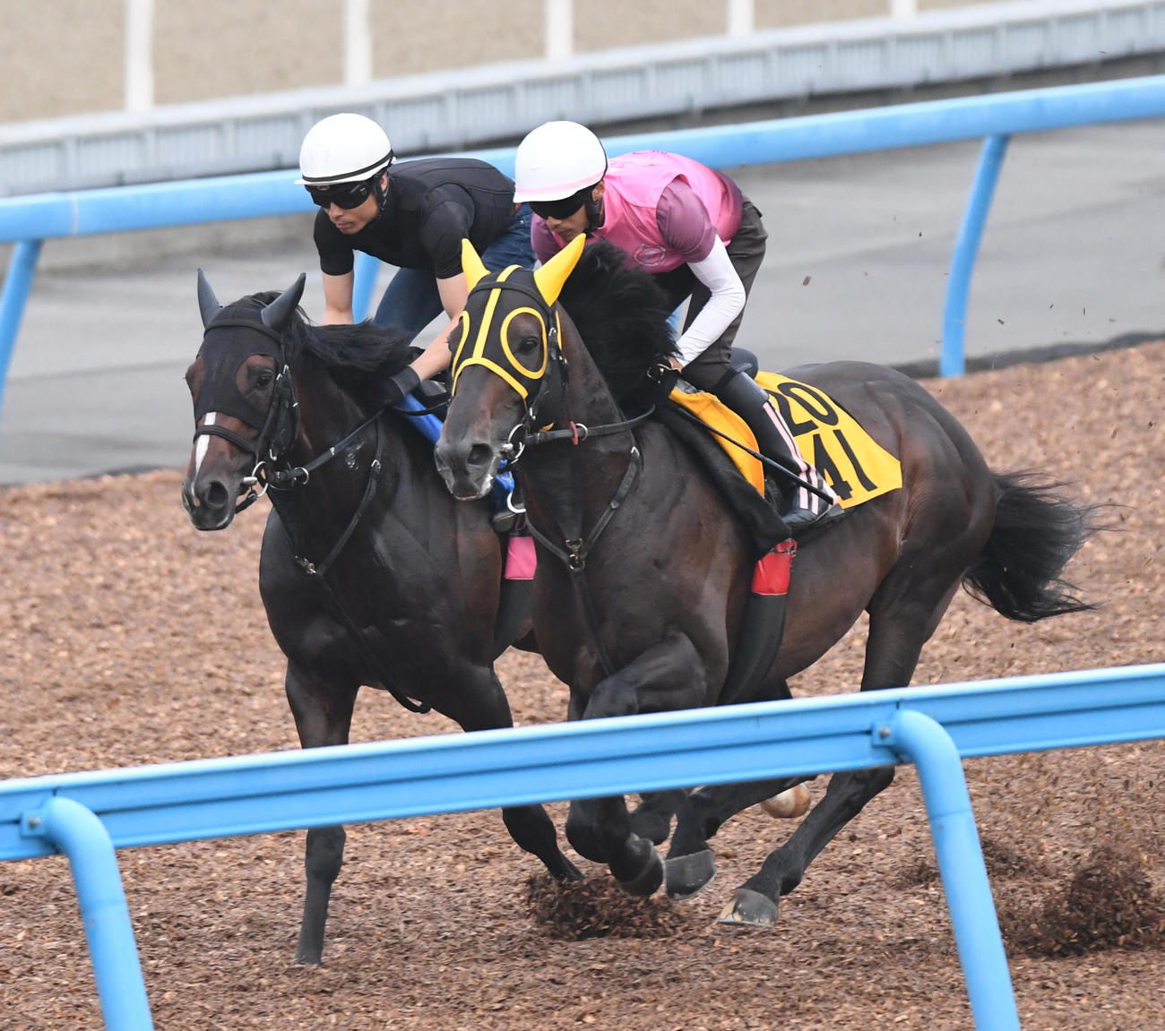 シルトホルン（左）はロジティナと併せて追い切る（撮影・柴田隆二）