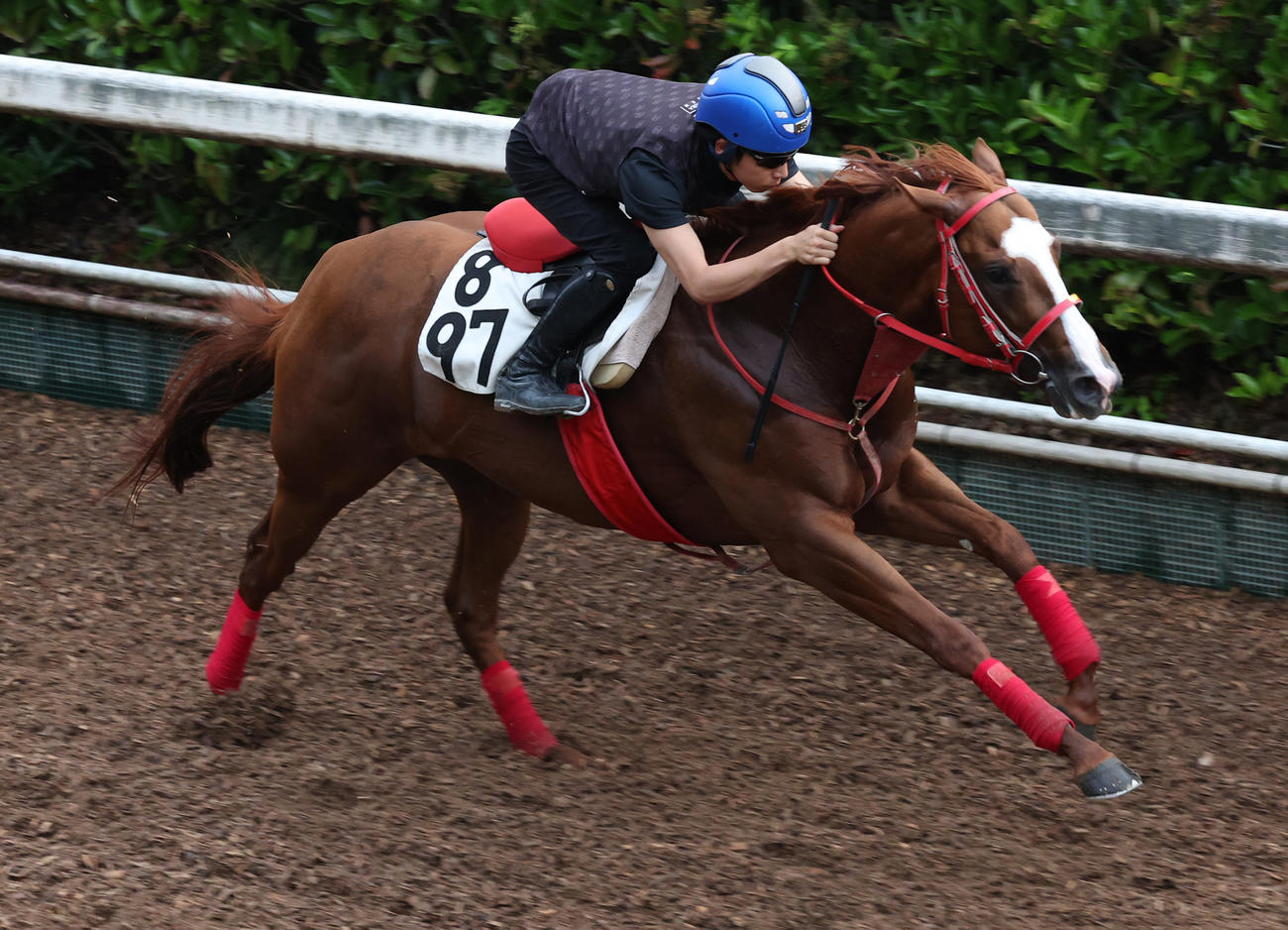 坂路で追い切るジャスパークローネ